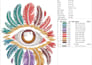 do professional cap embroidery digitizing in dst pes files